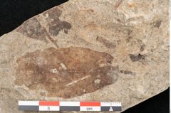 Foto (Detailansicht) von Quercus palaeoilex Ettingshausen (NHMW-GEO-2024-0188-6375)